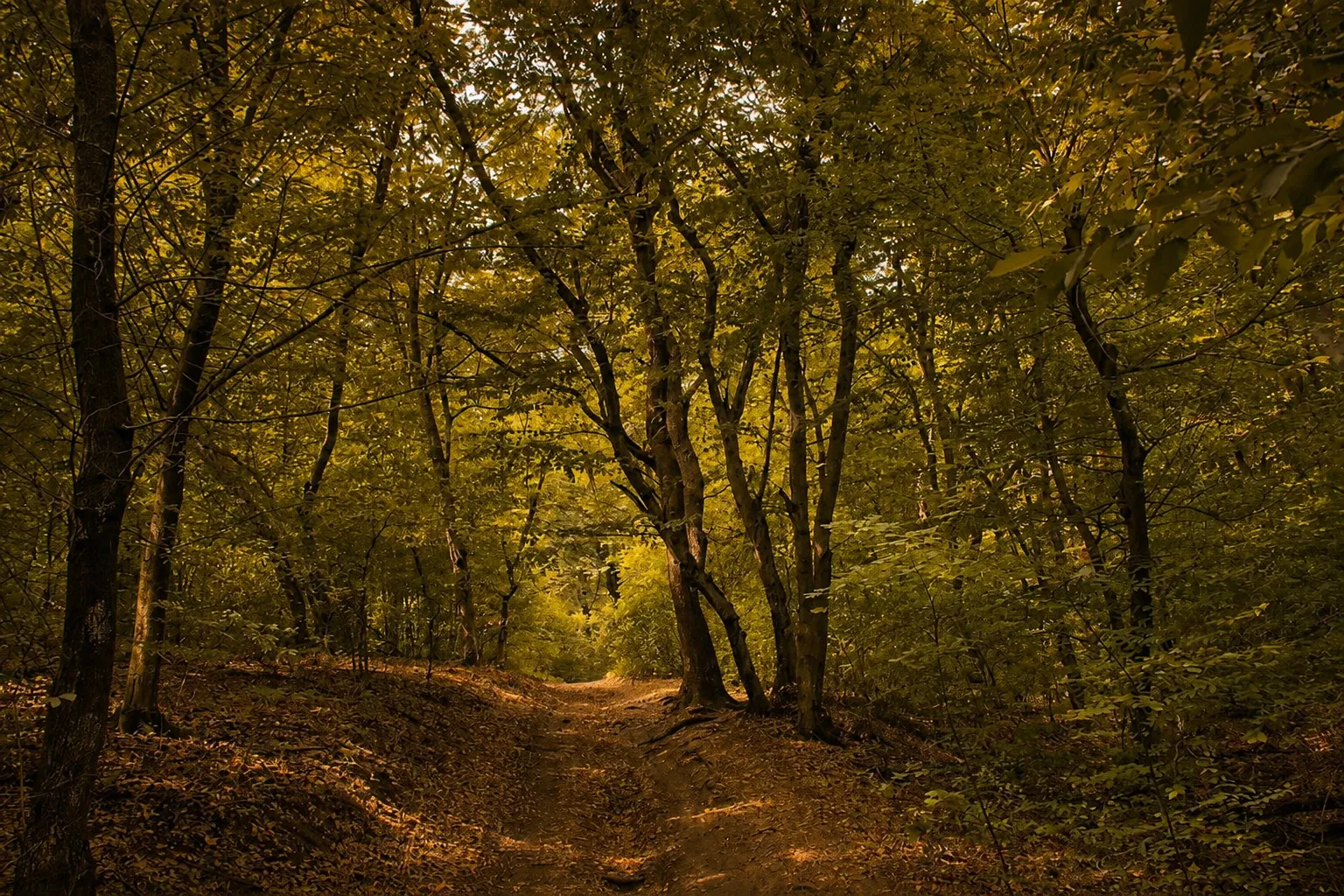 El paseo por el bosque de las colinas de Buda, del tren al mirador